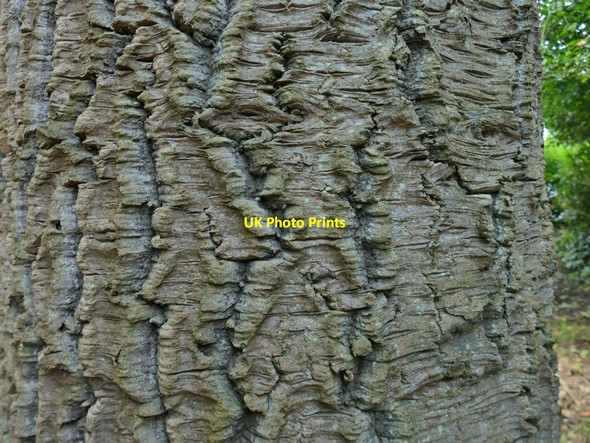 Photo 6"x4" Pine bark by Barton Terrace, Dawlish Dawlish c2021