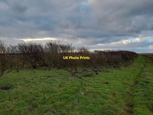 Photo 6"x4" Path to Bird Hide East Mey c2021