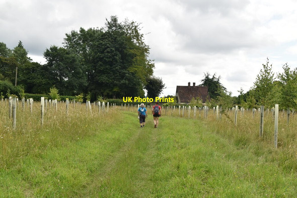 Photo 6"x4" The Chiltern Way Colstrope c2021