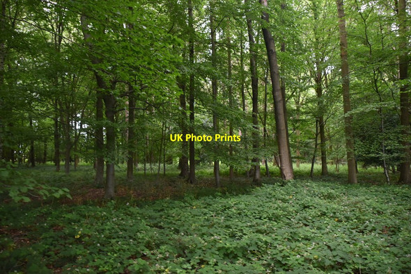Photo 6"x4" Bushes Wood Pheasants c2021 P2