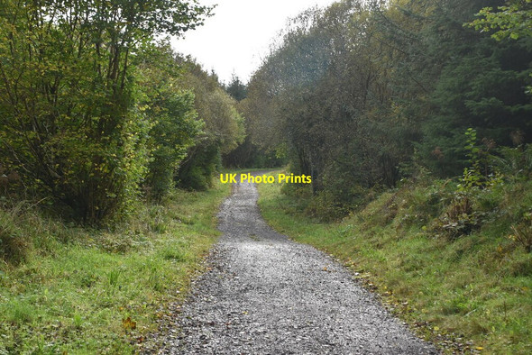 Photo 6"x4" Track in Belmore Forest Boho c2021