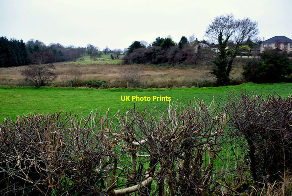 Photo 6"x4" Bare hedge, Fireagh (Thompson) Omagh c2021