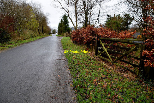 Photo 6"x4" Laurel hedge along Tamlaght Road Omagh c2021