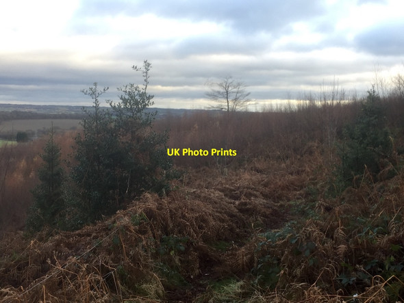 Photo 6"x4" Young trees, Hanchurch Hills Knowl Wall c2021