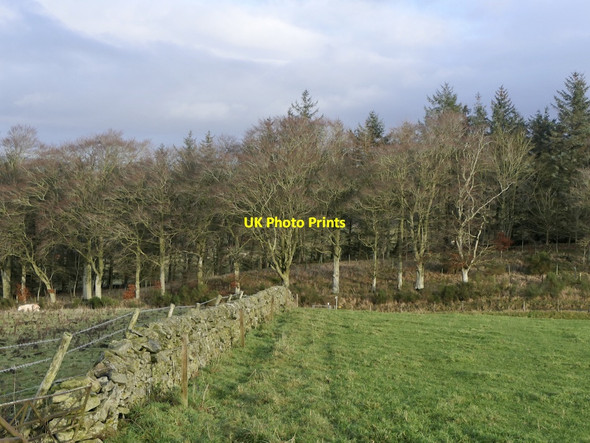 Photo 6"x4" Stripwood, Callands Bordlands c2021