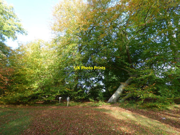 Photo 6"x4" Beech tree in Arley Arboretum Upper Arley c2018