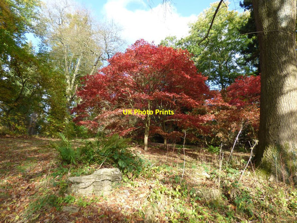 Photo 6"x4" Acers at Arley Aroboretum Upper Arley c2018