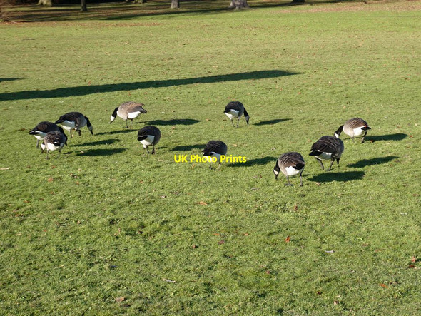 Photo 6"x4" Circle of Canada Geese Haigh\/SE2912 c2021