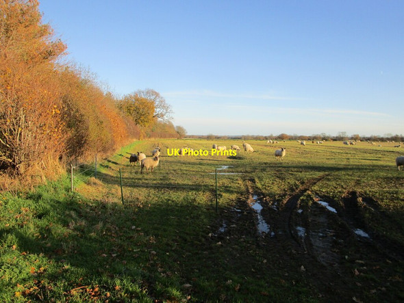 Photo 6"x4" Sheep grazing near Norton Disney Norton Disney c2021