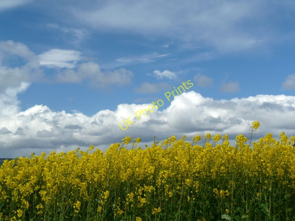 Photo 6"x4" Oilseed rape field near Blackhill. Pitcalnie c2009