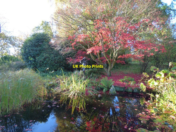 Photo 6"x4" Bronze nymph overlooking a woodland pool Bronygarth c2018