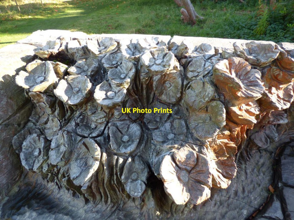 Photo 6"x4" Carved Poppies on wooden bench Bronygarth c2018