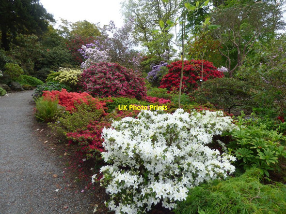 Photo 6"x4" Rhododendrons by a path Brymbo\/SH8071 c2019
