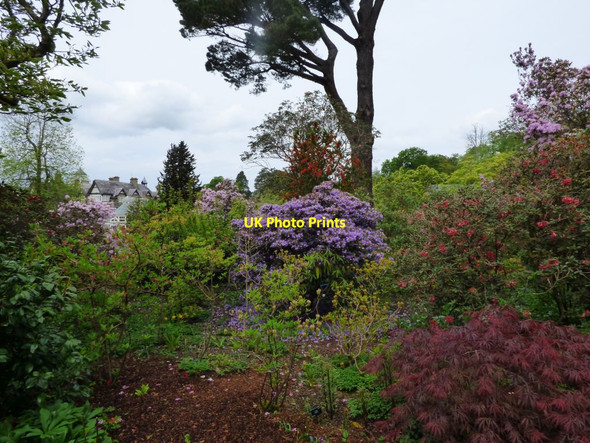 Photo 6"x4" Rhododendrons and Acers Brymbo\/SH8071 c2019