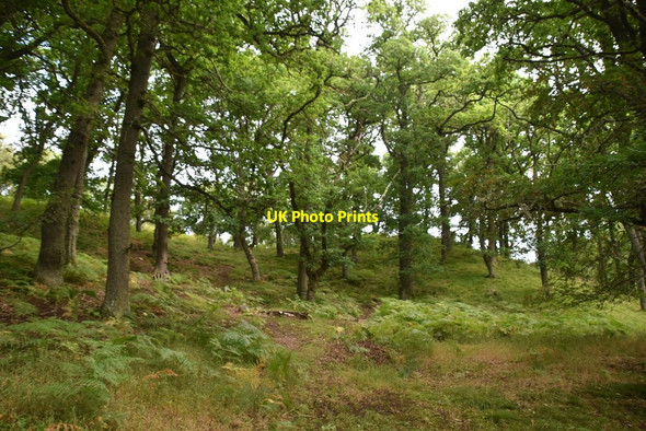 Photo 6"x4" Woodland by the River Spey Kincraig\/NH8305 c2021