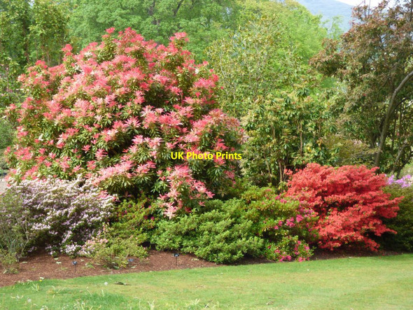 Photo 6"x4" Pieris forrestii Brymbo\/SH8071 c2019
