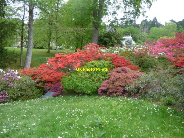 Photo 6"x4" Azaleas by a stream Tal-y-cafn c2019