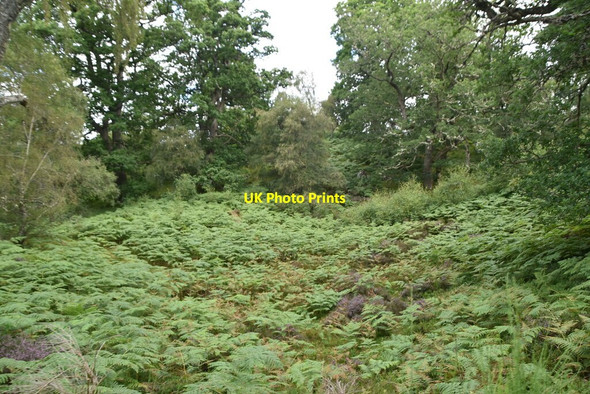 Photo 6"x4" Bracken, Speyside Speybank c2021