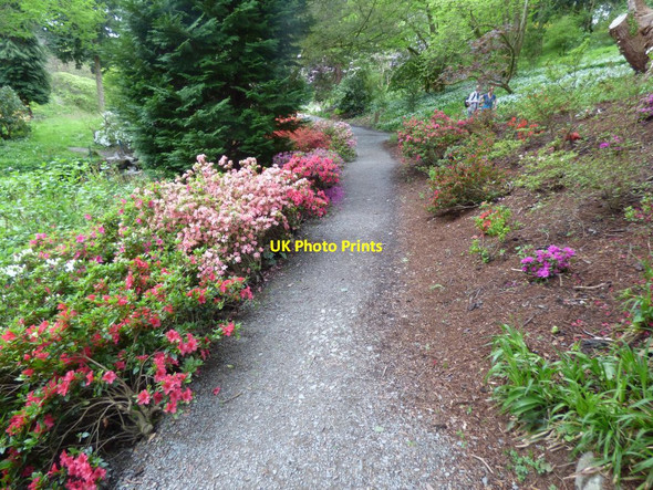 Photo 6"x4" Azaleas by the path Tal-y-cafn c2019