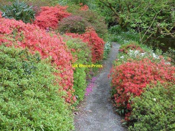 Photo 6"x4" Azaleas by the path Tal-y-cafn c2019 P1