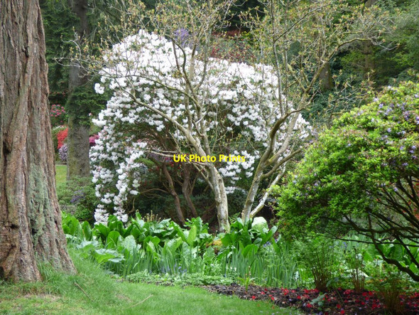 Photo 6"x4" Rhododendron by the stream Tal-y-cafn c2019