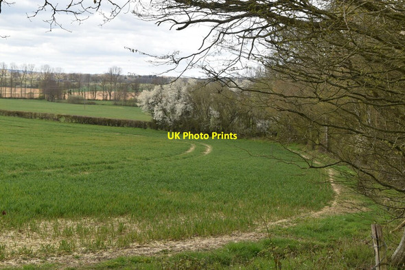 Photo 6"x4" Field and woods Bulleign c2021