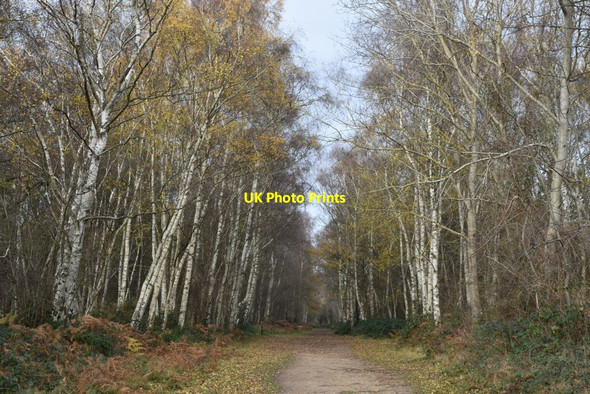 Photo 6"x4" Tree-lined path on Dartford Heath Crayford\/TQ5174 c2021
