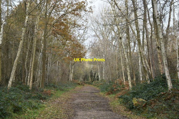 Photo 6"x4" Path on Dartford Heath, towards Old Bexley Lane Crayford\/TQ5174 c2021