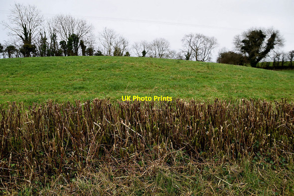 Photo 6"x4" Bare hedge along Bracken Road Omagh c2021