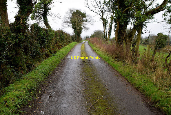 Photo 6"x4" Trees along Ballygowan Road Omagh c2021