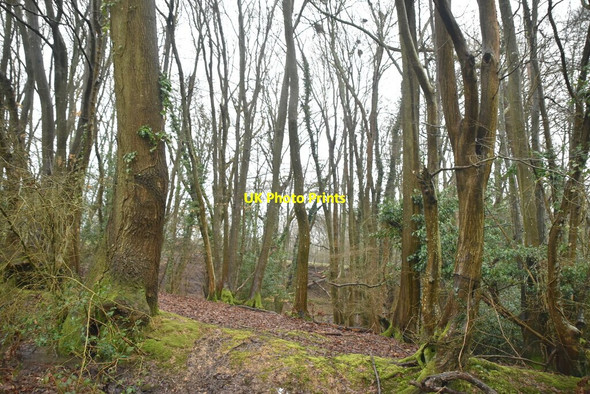 Photo 6"x4" Quarryfield Wood Berner's Hill c2021