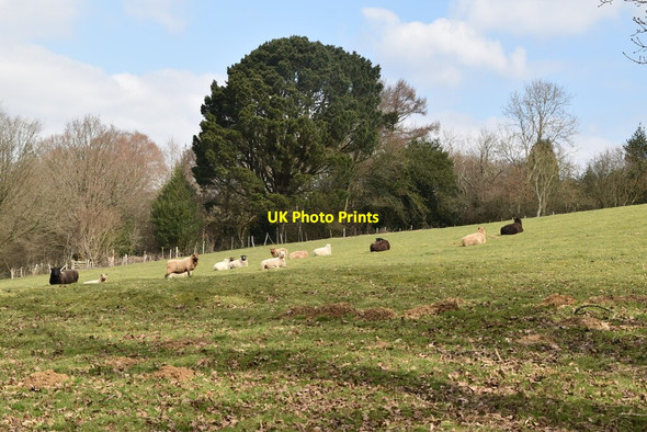Photo 6"x4" Sheep grazing Southover\/TQ6525 c2021