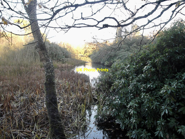 Photo 6"x4" Pond in Twigmoor Woods Manton Warren c2021