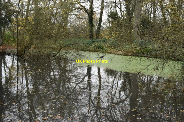 Photo 6"x4" Pond at Irish Plantation, Scadbury Nature Reserve Foots Cray c2021