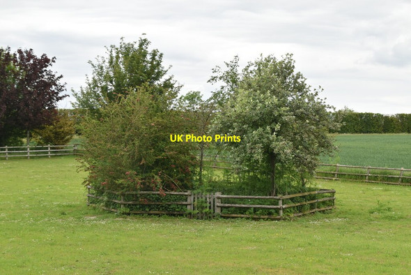 Photo 6"x4" Enclosed trees The Thrift c2021