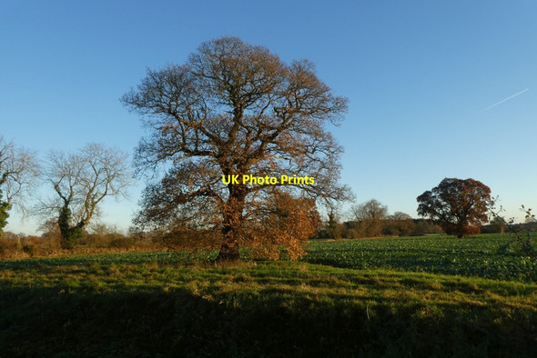 Photo 6"x4" Tree near 22 Acres Fulford\/SE6149 c2021
