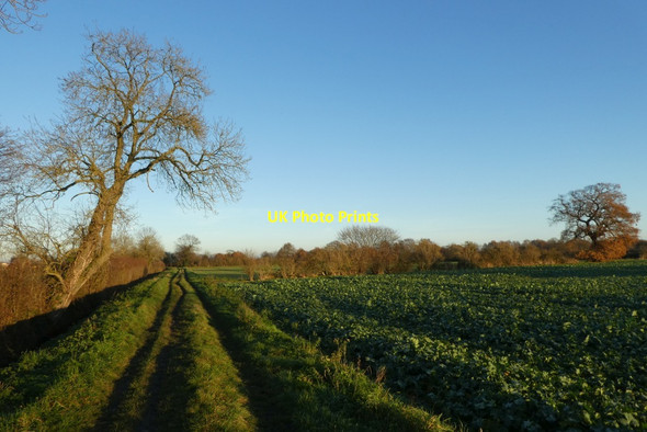 Photo 6"x4" Path to the Outgang Fulford\/SE6149 c2021