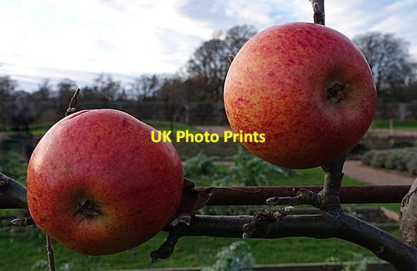 Photo 6"x4" Apples on the Tree Fochabers c2021
