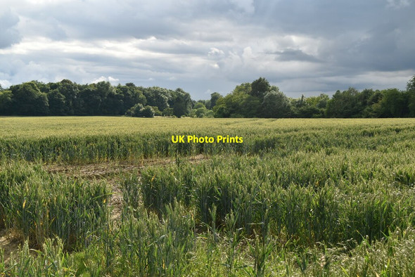 Photo 6"x4" Wheat field Parmoor c2021