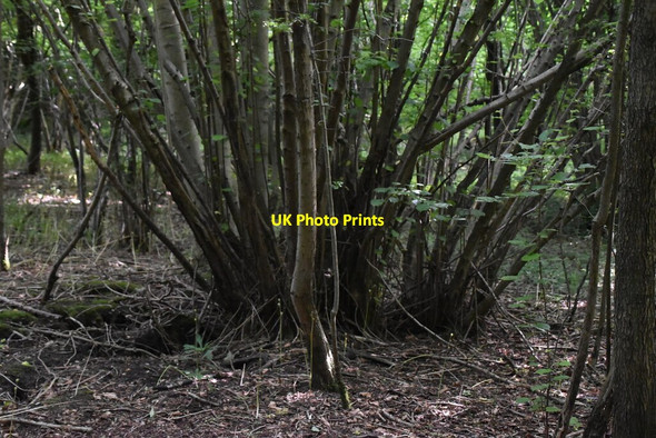 Photo 6"x4" Coppicing, Hill's Wood Parmoor c2021