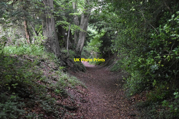 Photo 6"x4" Wooded bridleway Skirmett c2021