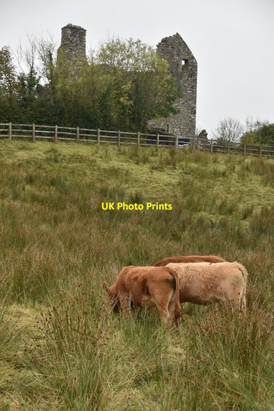 Photo 6"x4" Cattle grazing, Tully Castle Derrygonnelly c2021