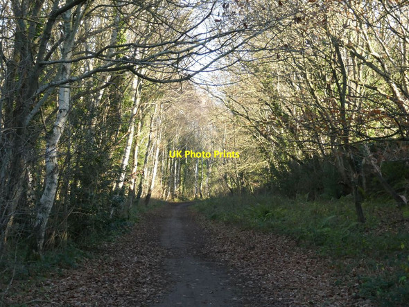 Photo 6"x4" The Derwent Path above Hamsterley Blackhall Mill c2021