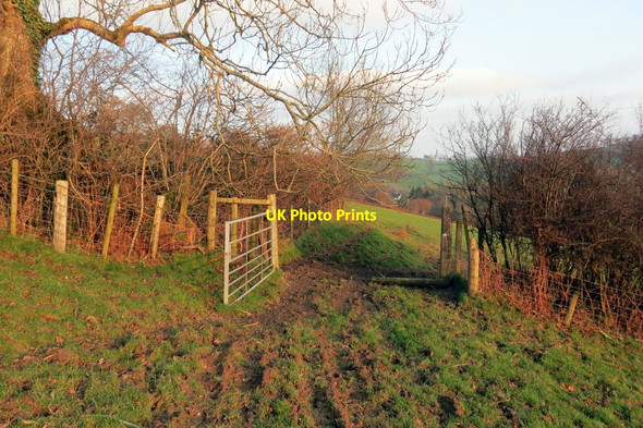 Photo 6"x4" Llwybr i Goedhirion \/ Path to Coedhirion Talley c2021