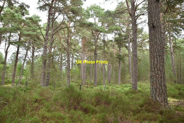 Photo 6"x4" Ellan Wood Carrbridge \/ Drochaid Ch\u00e0rr c2021