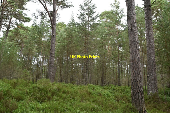 Photo 6"x4" Ellan Wood Carrbridge \/ Drochaid Ch\u00e0rr c2021 P1