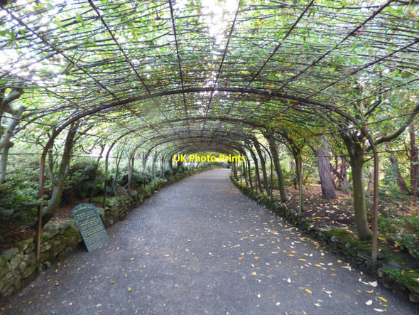 Photo 6"x4" The Laburnum Arch Brymbo\/SH8071 c2017
