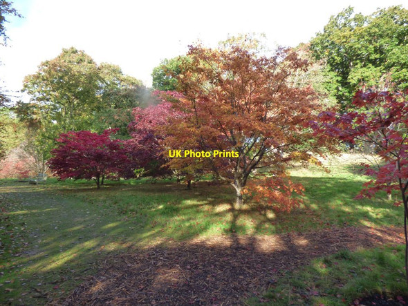 Photo 6"x4" A grove of Acers Brymbo\/SH8071 c2017