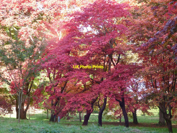 Photo 6"x4" Acers en masse Brymbo\/SH8071 c2017