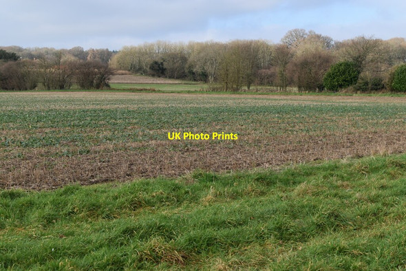 Photo 6"x4" Fields west of Flood Street Farm Flood Street c2021
